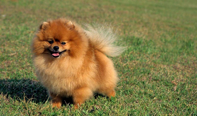 Pomerania naranja